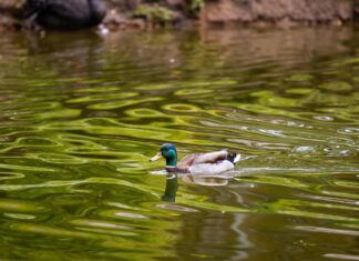 Drake Perth: Discover The Ultimate Experience You Can’t Miss