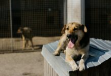 Rescue Dogs Perth: How To Find Your Perfect Loyal Companion