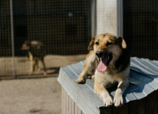 Rescue Dogs Perth: How To Find Your Perfect Loyal Companion