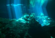 Rockpool Perth: Discover Hidden Treasures and Stunning Marine Life