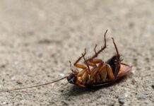 Pest Control Perth: How To Protect Your Home From Unseen Invaders