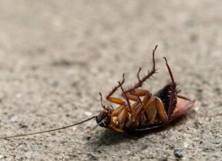 Pest Control Perth: How To Protect Your Home From Unseen Invaders