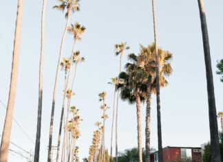 Tesla Perth: Discover Why Locals Are Choosing This Electric Revolution