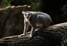 BOM Perth Observations: Unveiling Surprising Weather Insights Today