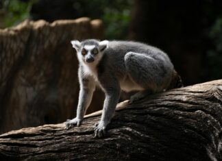 BOM Perth Observations: Unveiling Surprising Weather Insights Today