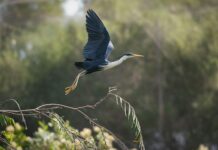 Skyscanner Perth: Discover Hidden Flight Deals You Can’t Miss