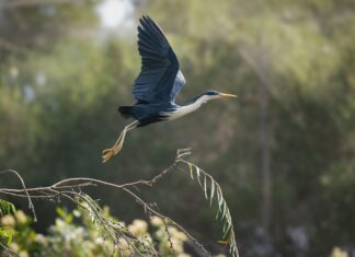 Skyscanner Perth: Discover Hidden Flight Deals You Can’t Miss