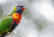 Aviary Perth: Discover Stunning Bird Sanctuaries Near You