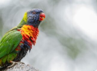Aviary Perth: Discover Stunning Bird Sanctuaries Near You
