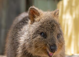 Perth Magistrates Court: What You Need To Know Before Attending