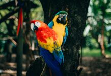 Scarlet Blue Perth: Discover The Ultimate Guide To Elite Companions