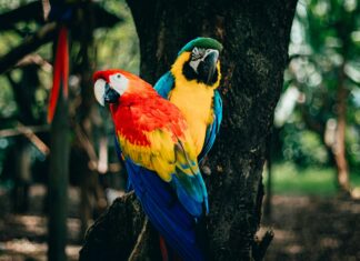 Scarlet Blue Perth: Discover The Ultimate Guide To Elite Companions