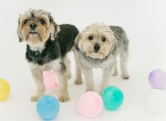 Puppies For Sale Perth: How To Find Your Perfect Furry Friend