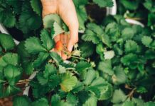 Strawberry Picking Perth: Discover The Juiciest Hidden Gems Nearby