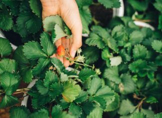 Strawberry Picking Perth: Discover The Juiciest Hidden Gems Nearby