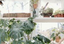 Terrarium Perth: How To Create Stunning Indoor Gardens Easily