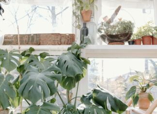 Terrarium Perth: How To Create Stunning Indoor Gardens Easily