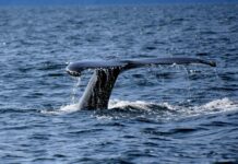 Whale Watching Perth: Discover The Ultimate Marine Adventure Today