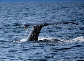 Whale Watching Perth: Discover The Ultimate Marine Adventure Today